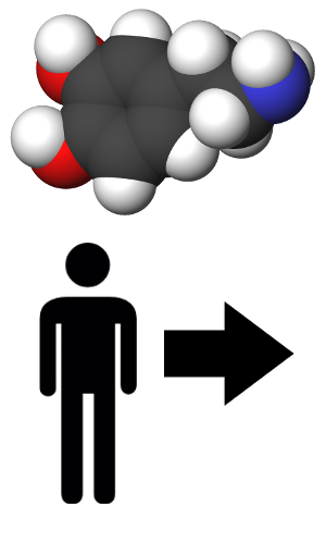 Dopamin - Attraction